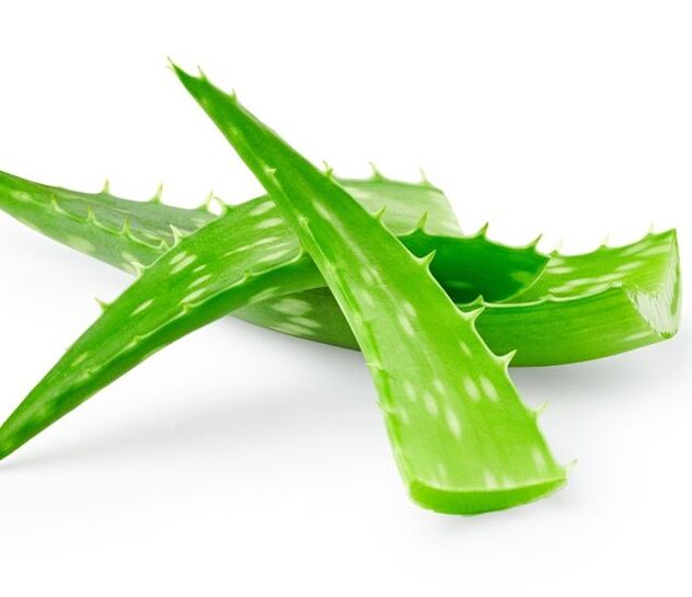 Aloe pro léčbu papilomů